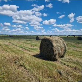 Суданская трава