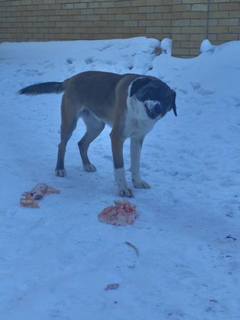 Ищу хорошего хозяина собаке.