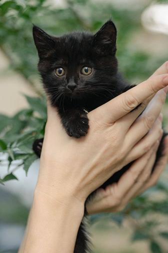 Котенок ищет любящий дом