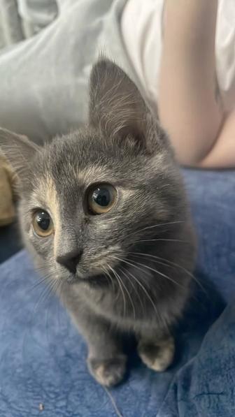 Отдам котенка в хорошие руки