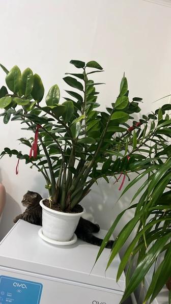 Продам цветы