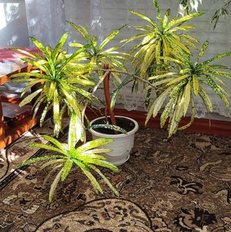 Кротон узколистный пестрый (кодиеум) Голд Стар