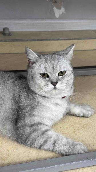 Продается британская кошка