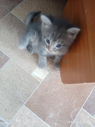 Котята