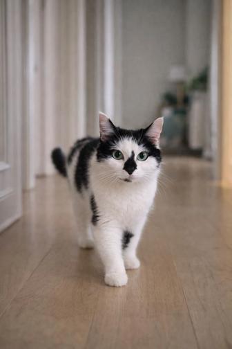 Кошечка БУСЯНЯ. 8 месяцев. Стерилизована