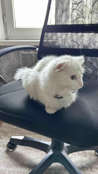 Турецкая Ангора Кошка