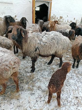 Продам кушкаран производителя