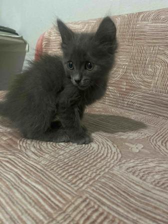 Отдам котенка