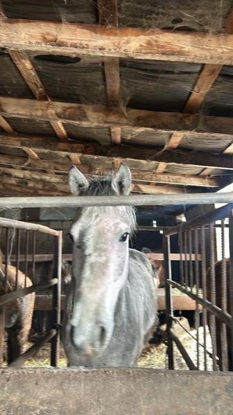 Покупка животных КРС