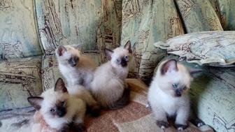 Котята сиамские, продам.
