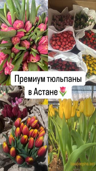 Тюльпаны Астана продажа фикс цена