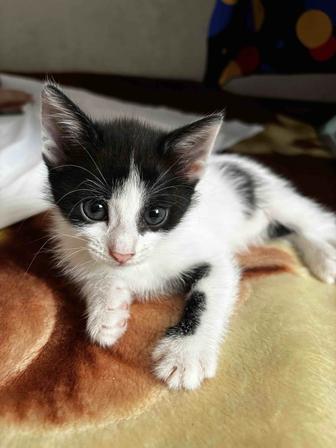 Красивые, милые, ухоженные котята