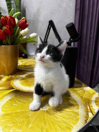 Красивые, милые, ухоженные котята