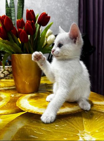 Красивые, милые, ухоженные котята