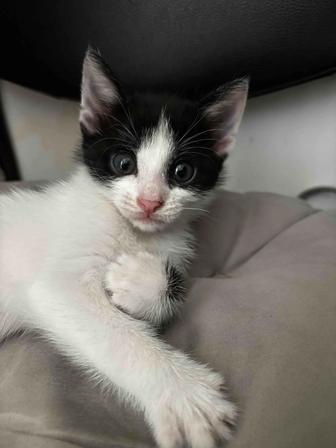 Красивые, милые, ухоженные котята