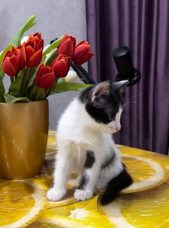 Красивые, милые, ухоженные котята