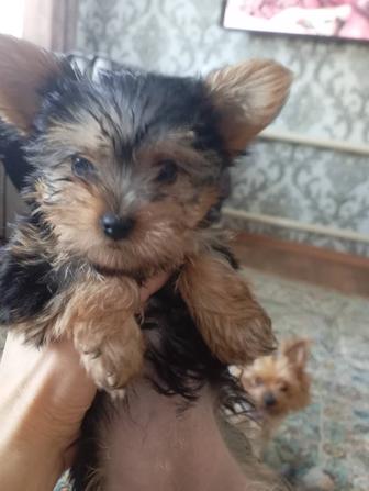 Йоркширский терьер