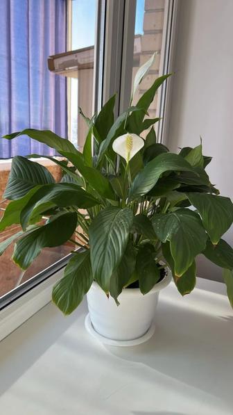 Антуриум (женское счастье)