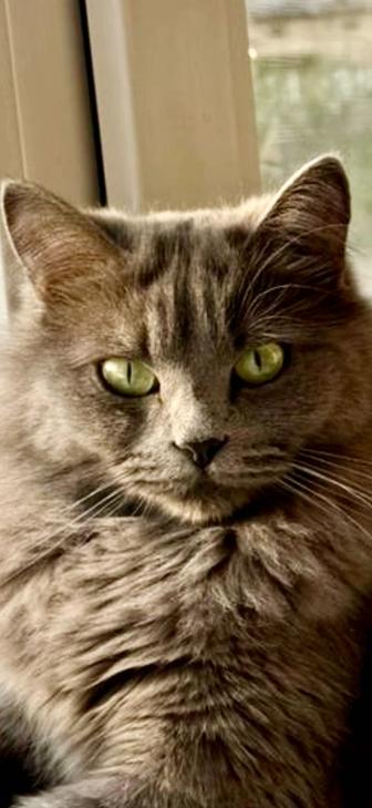 Кошечка Тучка ищет дом