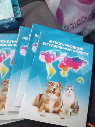 Эвтаназия животных