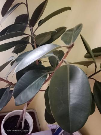 Комннатное растение