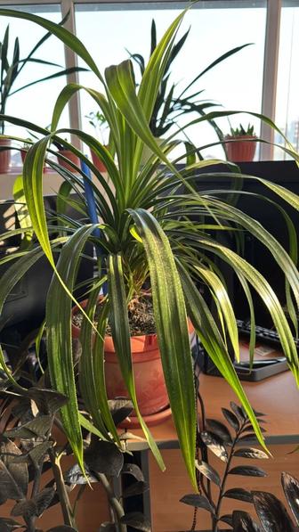 Продам комнатные цветы