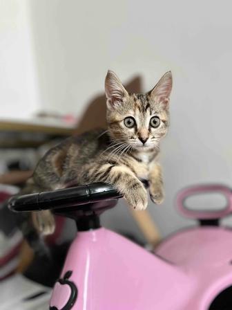 Бесплатно отдам ласковую кошку