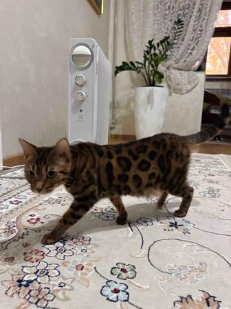 Продаю кошку