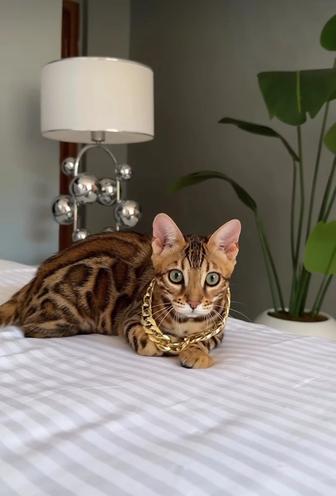 Продаю кошку