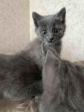 Котенок в добрые руки