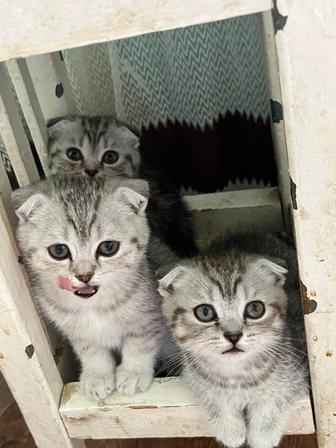Шотландский вислоухий котята девочки 2 шт и 1 мальчик
