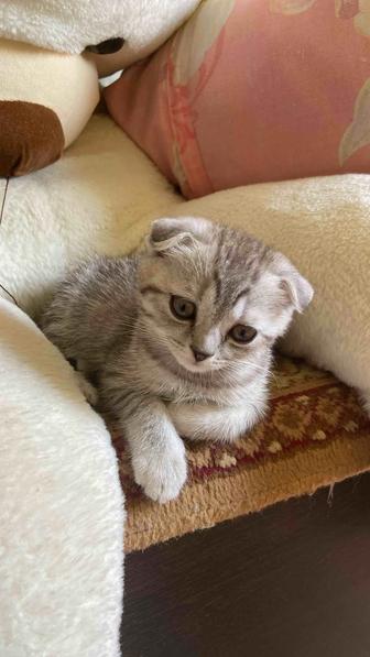 Шотландский вислоухий котята 1 мальчик 1 девочка 20 мин