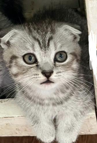 Шотландский вислоухий котята 1 мальчик