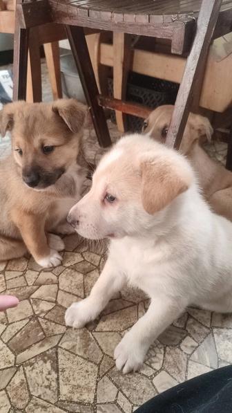 Отдам щеночков в хорошие руки