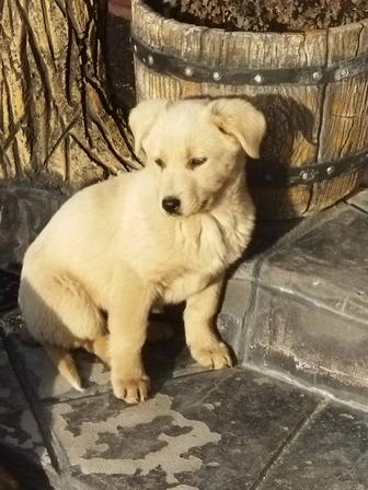 Щенки звоночки в заботливые руки