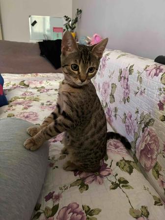 Отдам в хорошие руки котенка