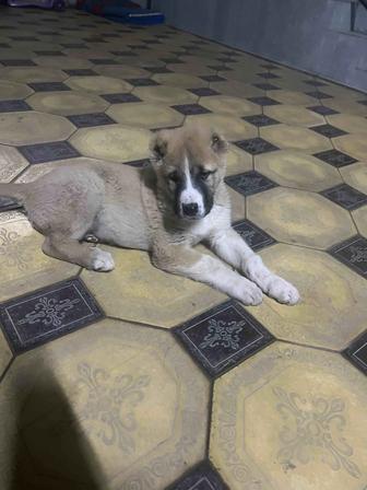 Щенок Алабай