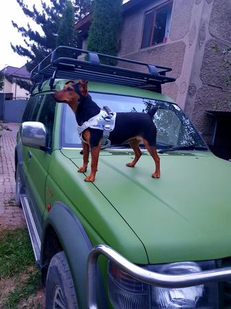 Ягтерьер с родословной