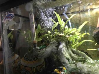 Аквариум с рыбками и оборудованием. Все вместе.