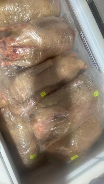 Продам гусей