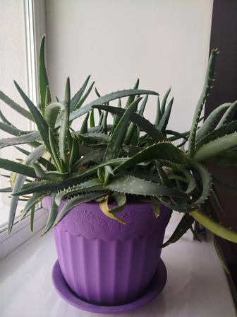 Продам огромный Куст алоэ
