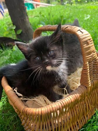 Отдам котенка в добрые руки