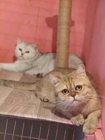 Кошечки Шиншиллы
