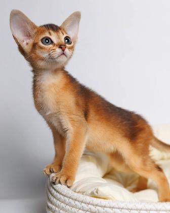 Абиссинские чистокровные котята