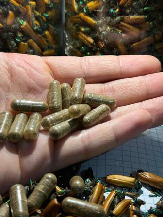 Алтын коныз свежий майский жук золотой жук алтын қоңыз простатит