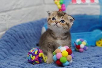 Шиншиллы синеглазки шоу класса
