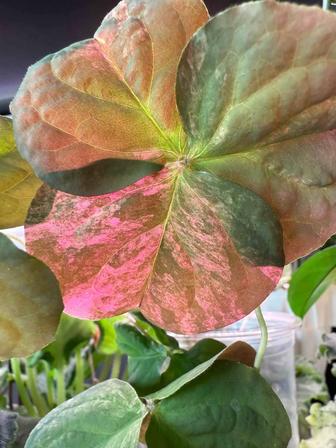 Алоказии кемпфери. оксалис Макрориза вариегатная