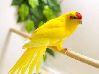 Попугай какарики