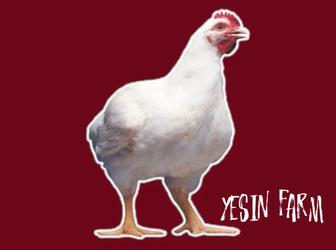 Бройлерные яйца инкубационные РОСС 308 высокий вывод