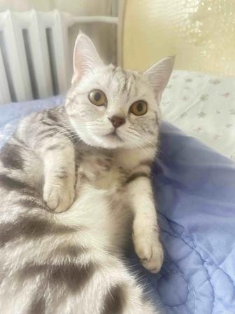 Котенок 1 год